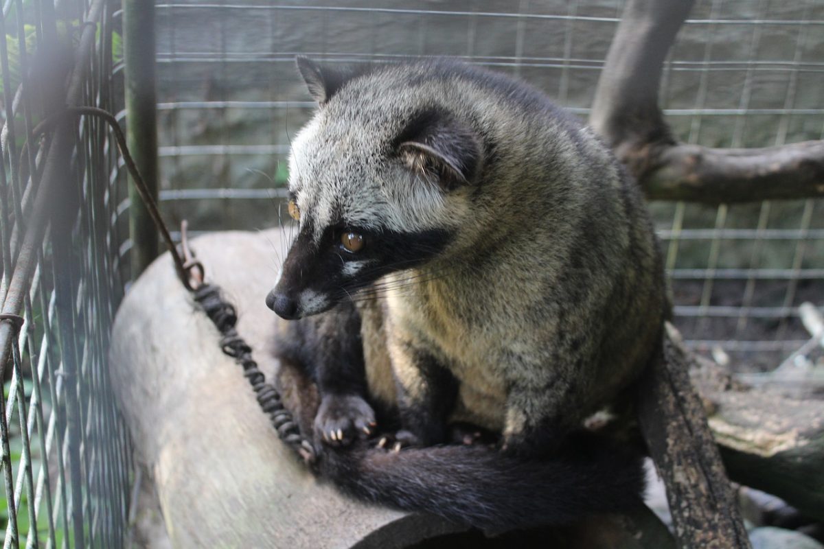 Kopi Luwak – One Of The Most Expensive Coffees In The World