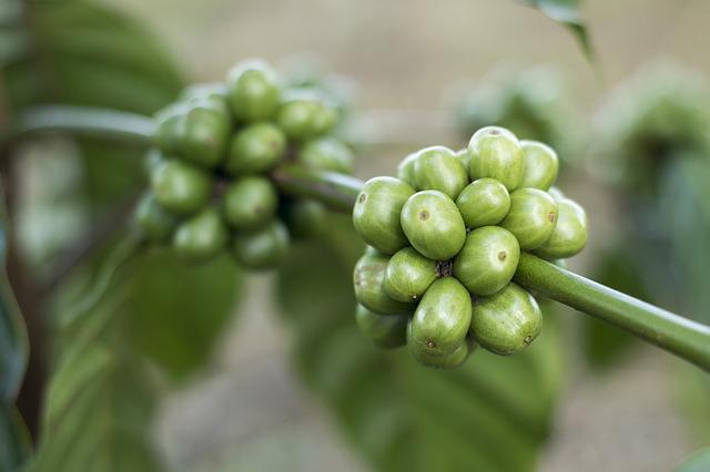 All You Need To Know About Green Coffee